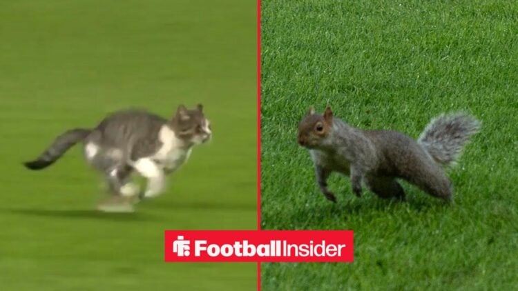 Animals invasion of football pitches.